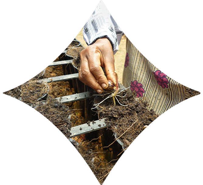 Development and refinement of the Crown Bud Root Trainer System