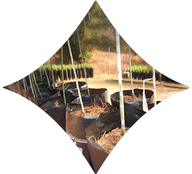 Water consumption comparisons across budded stumps, polybag plants, and root trainer plants