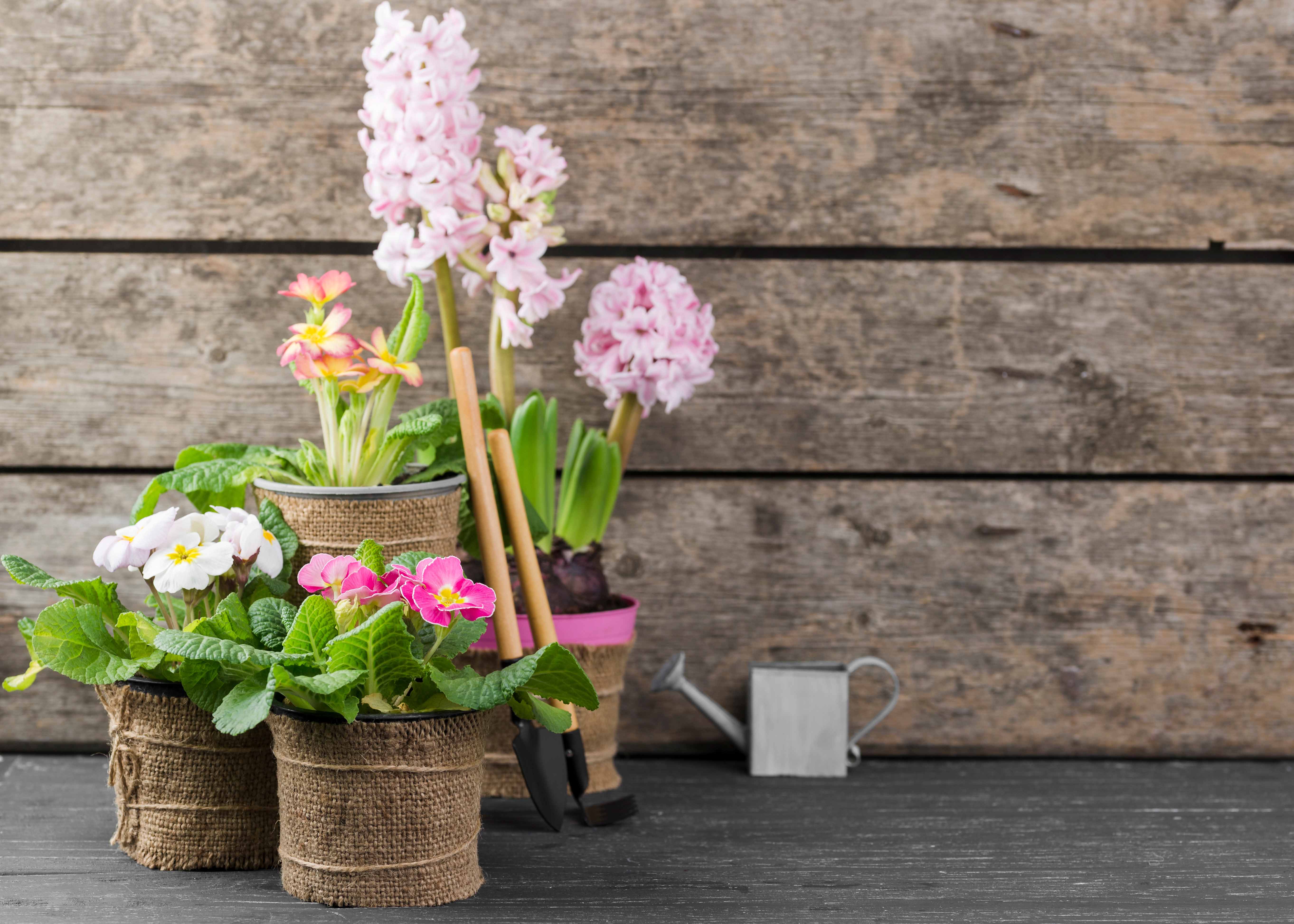 Ornamental Plants