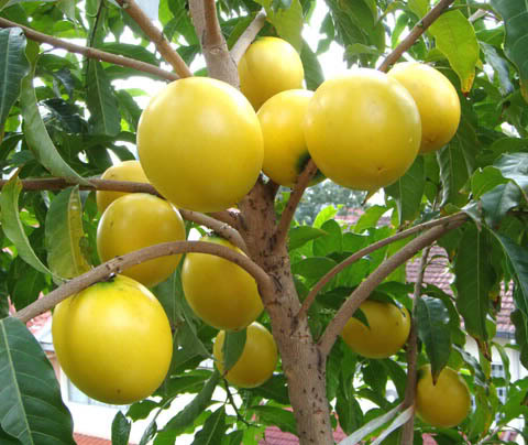 Abiu