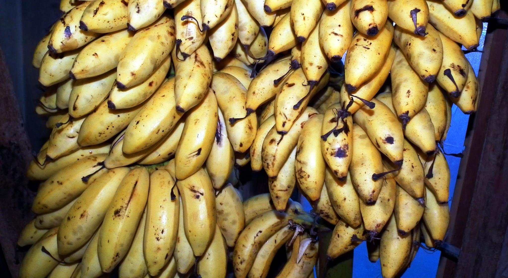 Banana