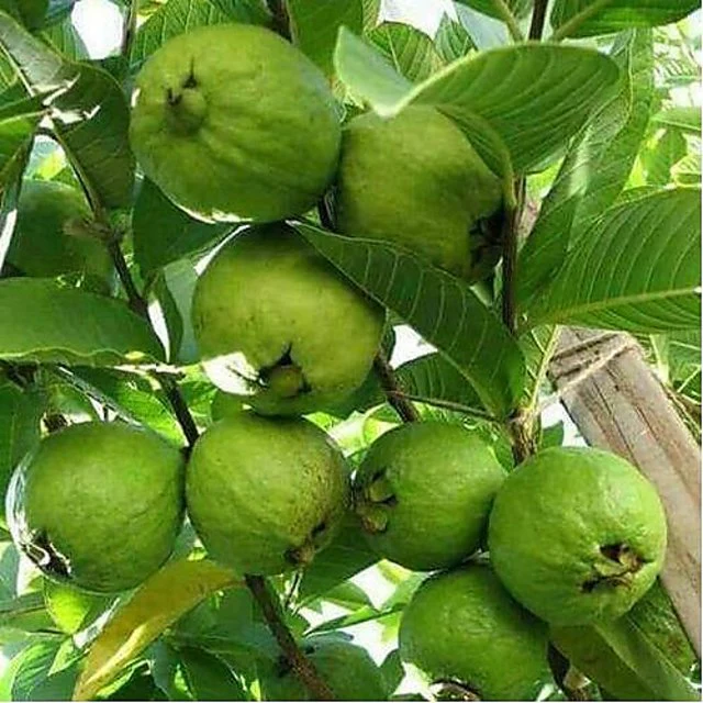 Guava