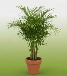 Areca Palm (Dypsis lutescens)