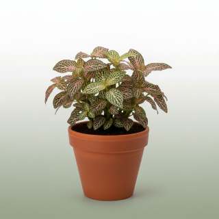 Fittonia (Nerve Plant)