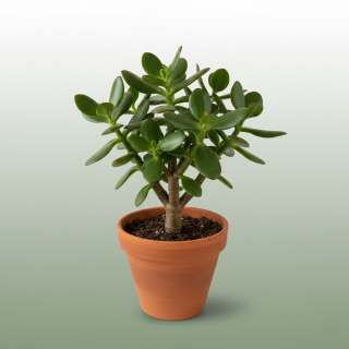 Jade Plant (Crassula ovata)