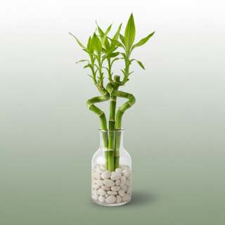 Lucky Bamboo