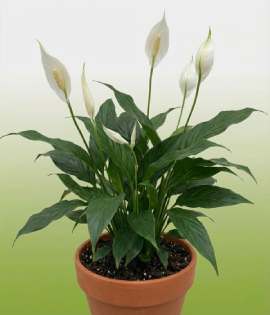 Peace Lily (Spathiphyllum wallisii)