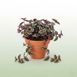 Tradescantia (Wandering Jew)
