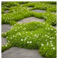 Ground Covers & Carpet Plants