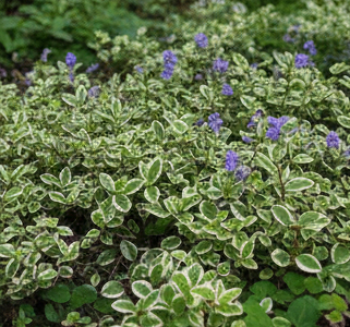 Ground Covers & Carpet Plants