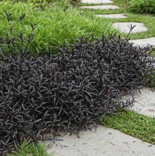 Ground Covers & Carpet Plants