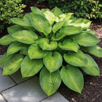 Foliage & Decorative Plants for Outdoor Settings