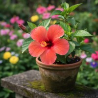 Ornamental Flowering Plants