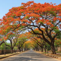 Shade & Avenue Trees