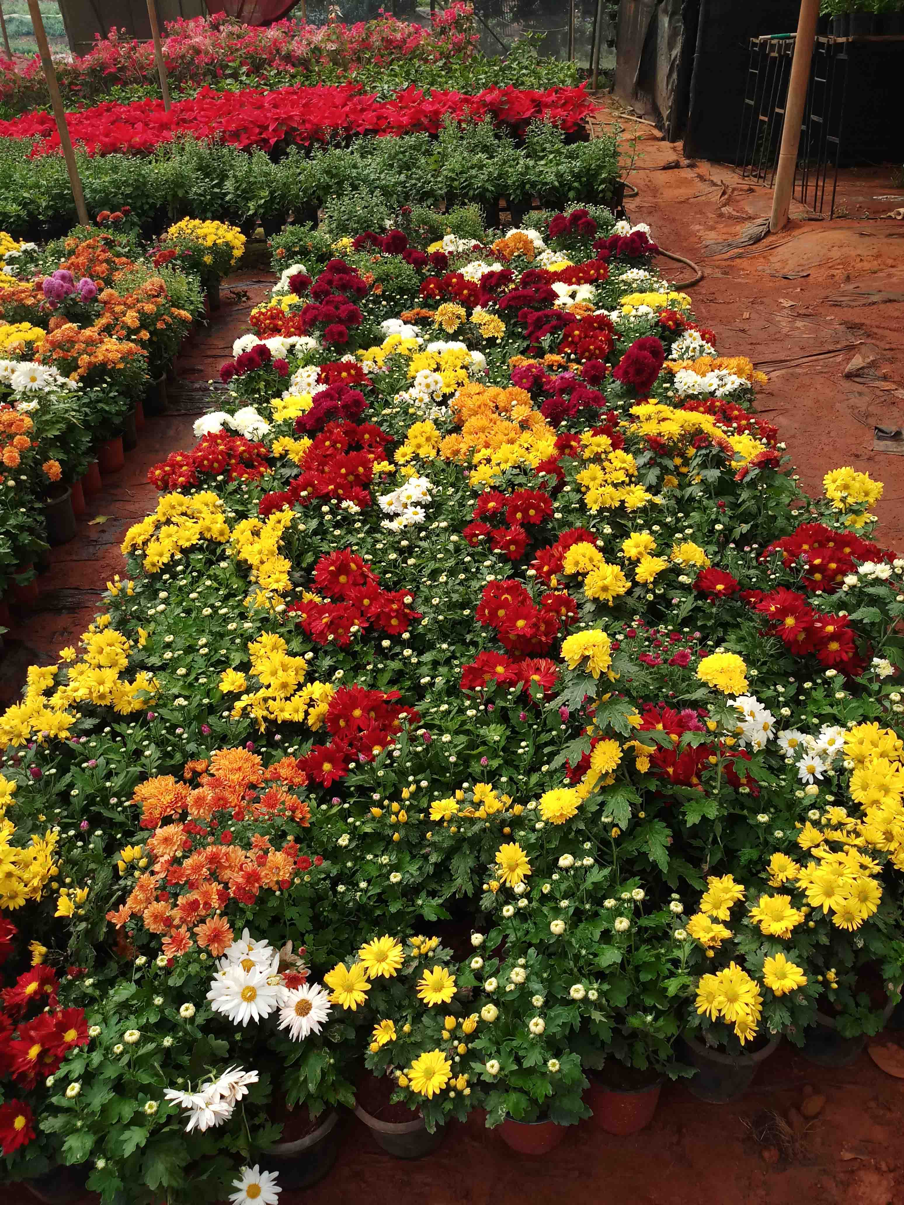 Seasonal Planting
