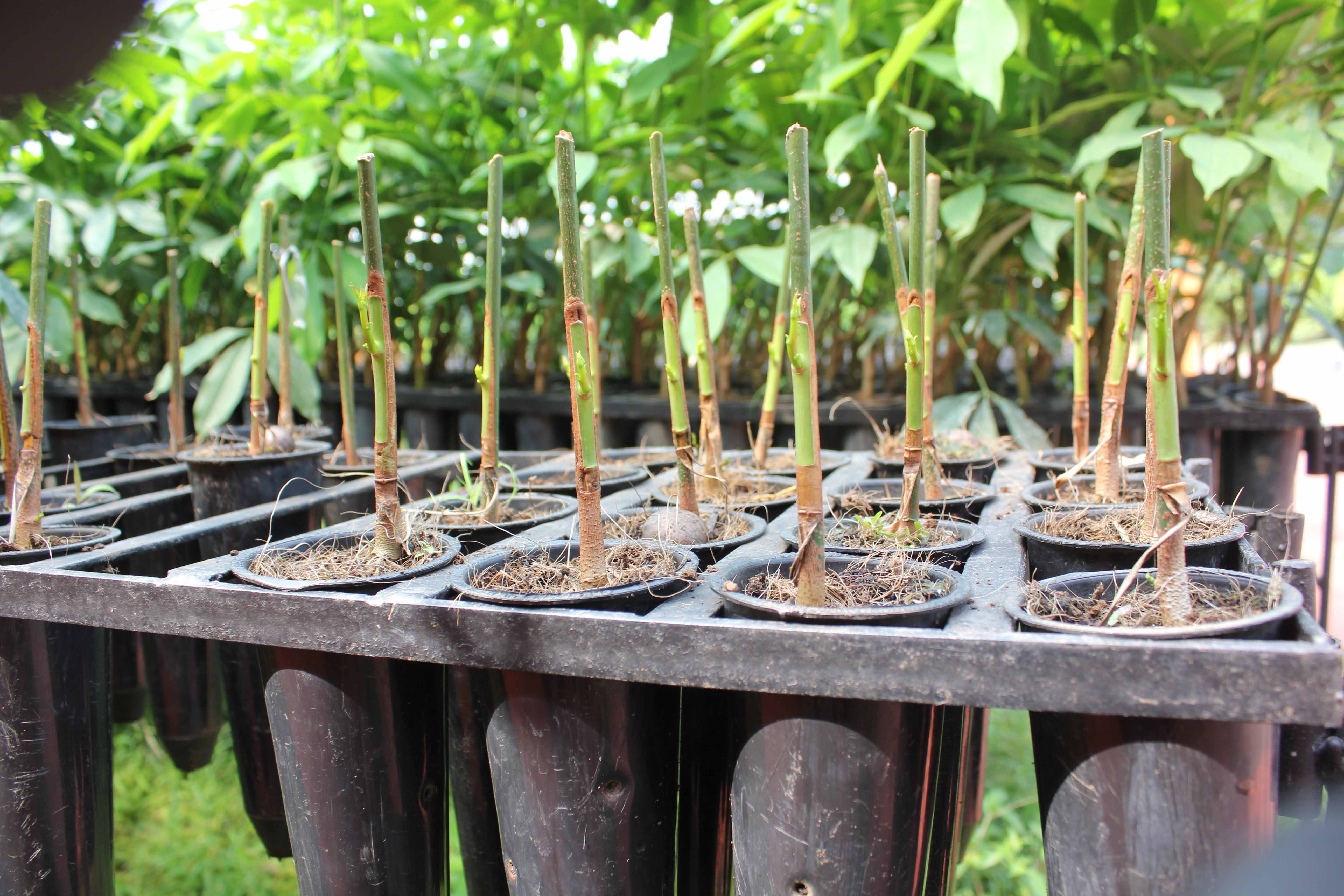 Rubber Plant