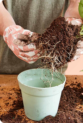 Stronger, Drought-Resistant Plants