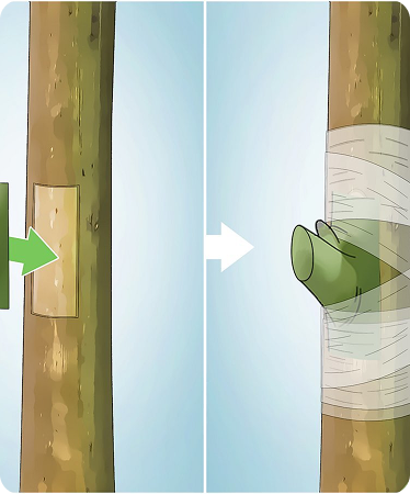 Rubber Budding