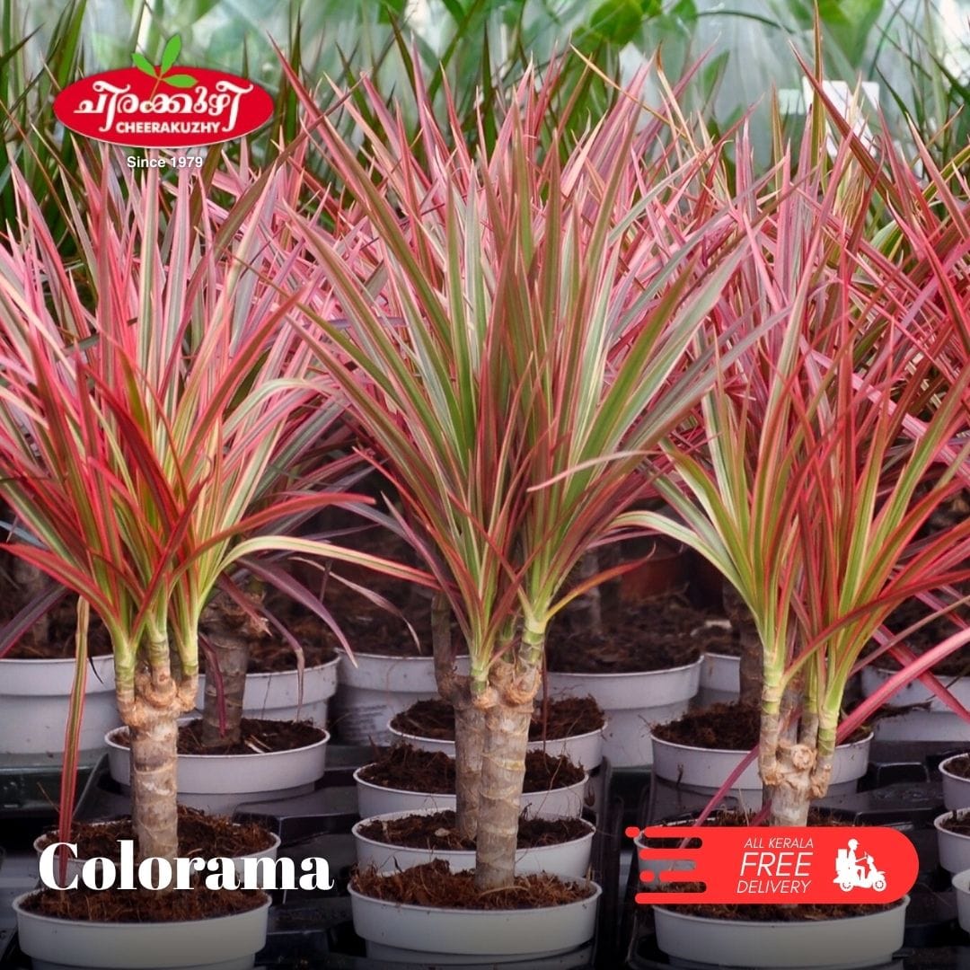 horticulture Nursery