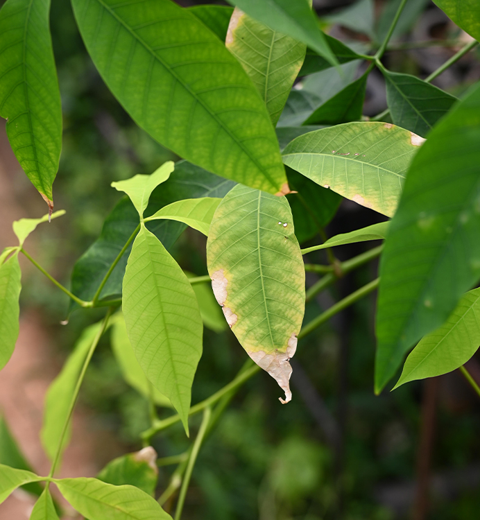 horticulture Nursery