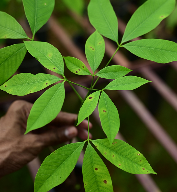 horticulture Nursery