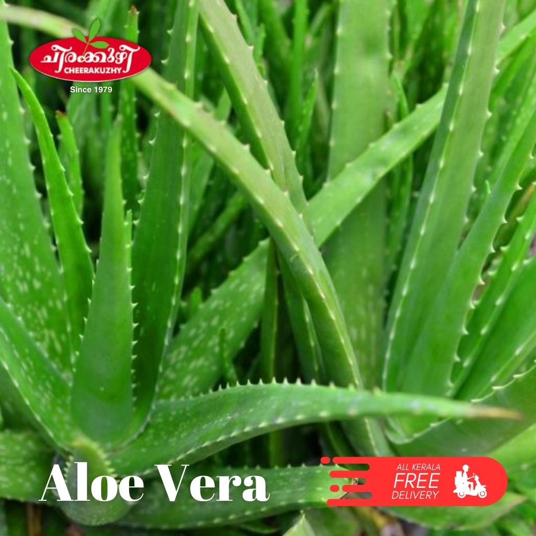 aloe vera