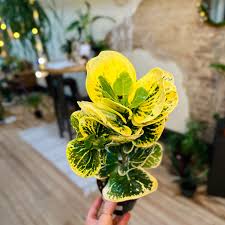 croton