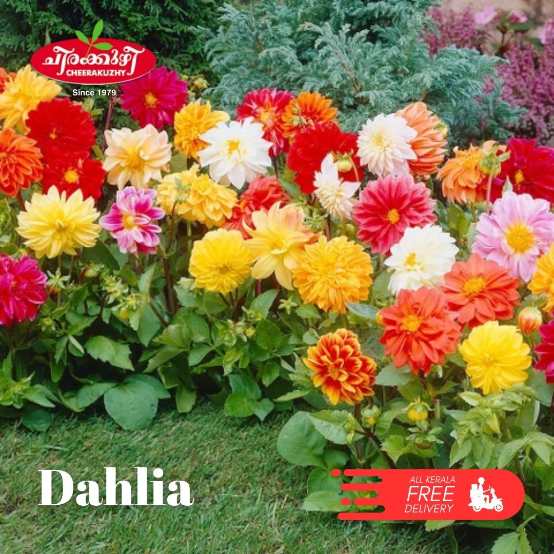 dahlia